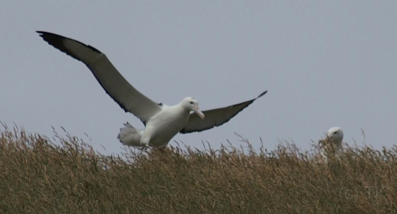 PICT94434_090116_OtagoPenin_c.jpg - Taiaroa Head, Otago Peninsula (Dunedin): Royal Albatross im Landeanflug