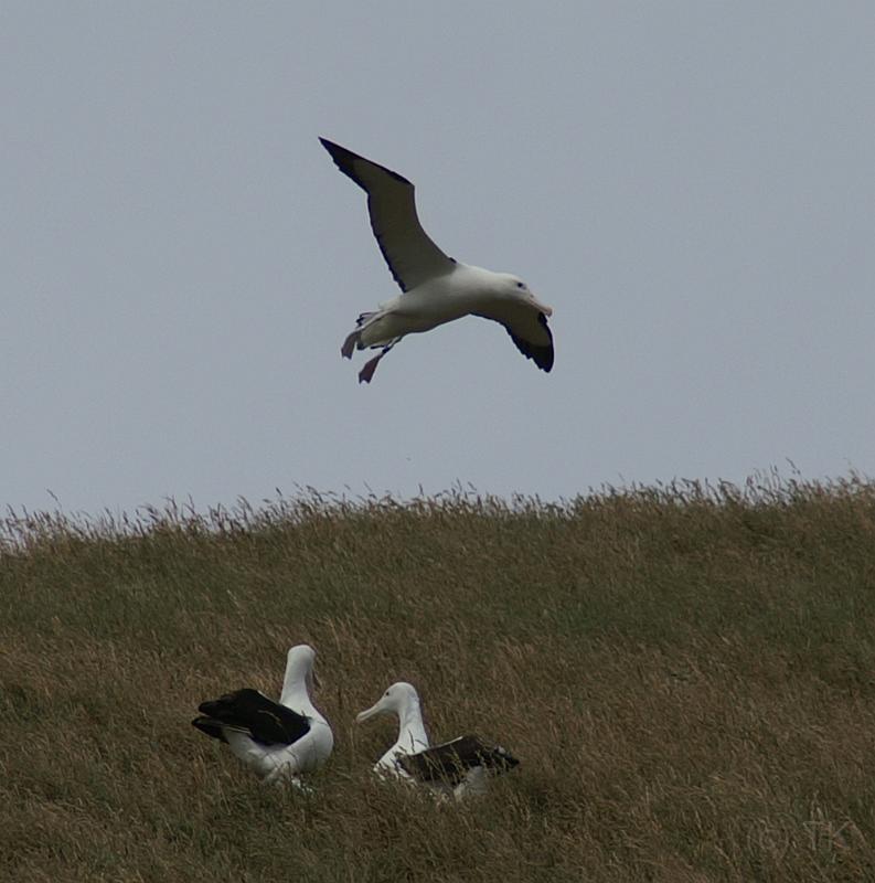 PICT94447_090116_OtagoPenin_c.jpg - Taiaroa Head, Otago Peninsula (Dunedin): Royal Albatross