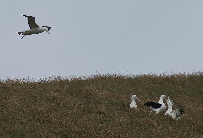 PICT94452_090116_OtagoPenin_c.jpg - Taiaroa Head, Otago Peninsula (Dunedin): Royal Albatross im Landeanflug