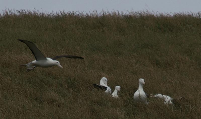 PICT94455_090116_OtagoPenin_c.jpg - Taiaroa Head, Otago Peninsula (Dunedin): Royal Albatross beim Starten