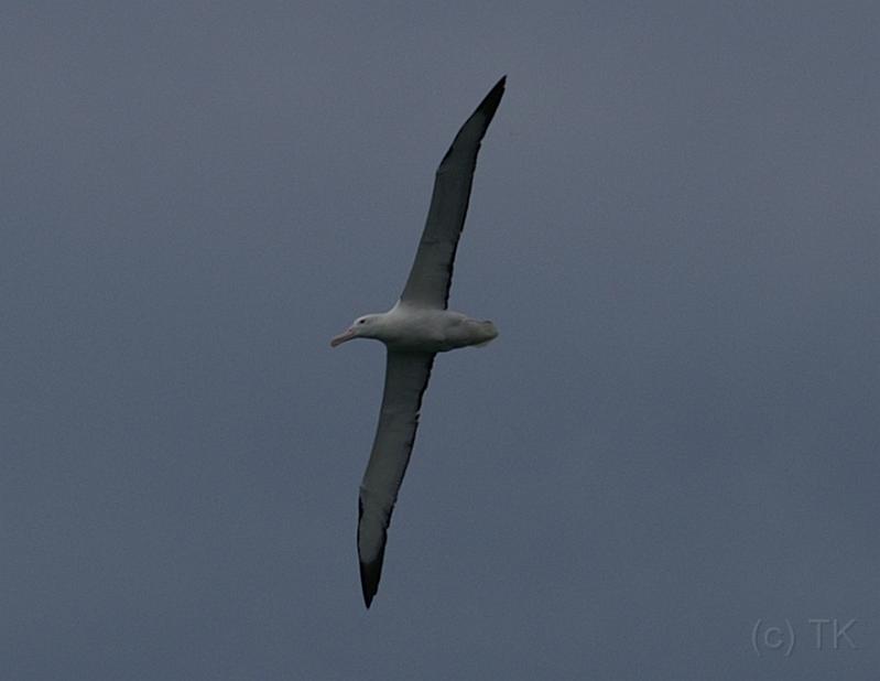 PICT94460_090116_OtagoPenin_c.jpg - Taiaroa Head, Otago Peninsula (Dunedin): Royal Albatross