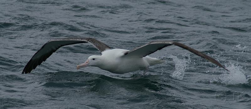 PICT94478_090116_OtagoPenin_c.jpg - Taiaroa Head, Otago Peninsula (Dunedin): Royal Albatross beim Starten