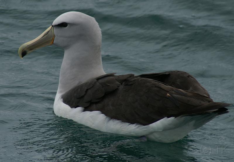 PICT94484_090116_OtagoPenin_c.jpg - Taiaroa Head, Otago Peninsula (Dunedin): Royal Albatross