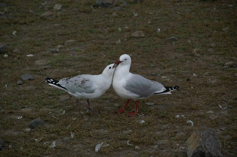 PICT9A1210_090116_OtagoPenin.JPG - Taiaroa Head, Otago Peninsula (Dunedin): Möwen