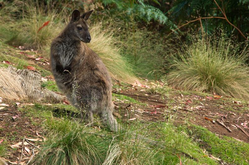 121218_0957_A05851_CataractGorge_fhd.jpg - Wallaby, Cataract Gorge