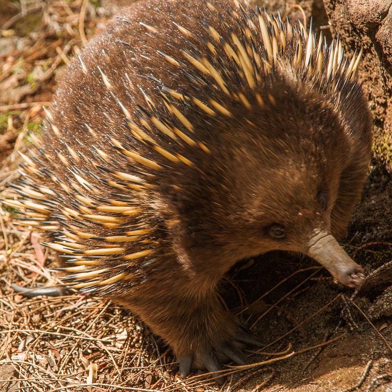 121218_1039_A05854_CataractGorge_fhd.jpg - Der Schnabel- oder Ameisenigel (Echidna) ist ein eierlegendes Säugetier