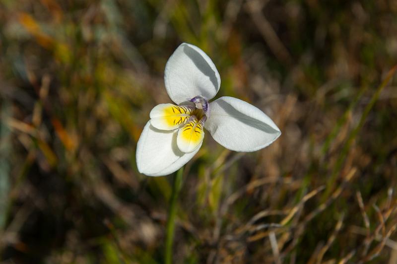 130107_1051_A07057_CradleMountain_fhd.jpg - White Flag Iris