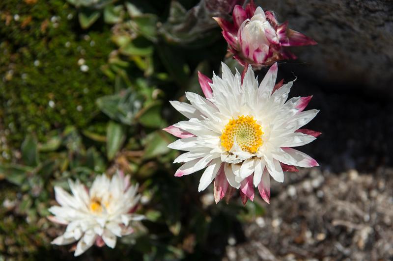 130107_1217_A07077_CradleMountain_fhd.jpg - Snow Everlasting