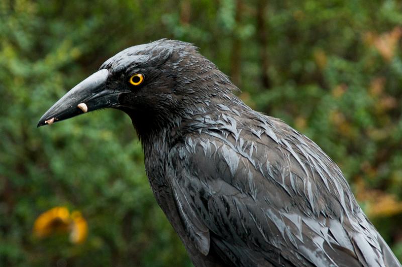 121219_1124_A05885_CradleMountain_fhd.jpg - Black Currawong - bei Wanderern hat er einen schlechten Ruf, kann er doch die Reissverschlüsse von unbeaufsichtigt abgestellten Rucksäcken öffnen, um an Essen heranzukommen