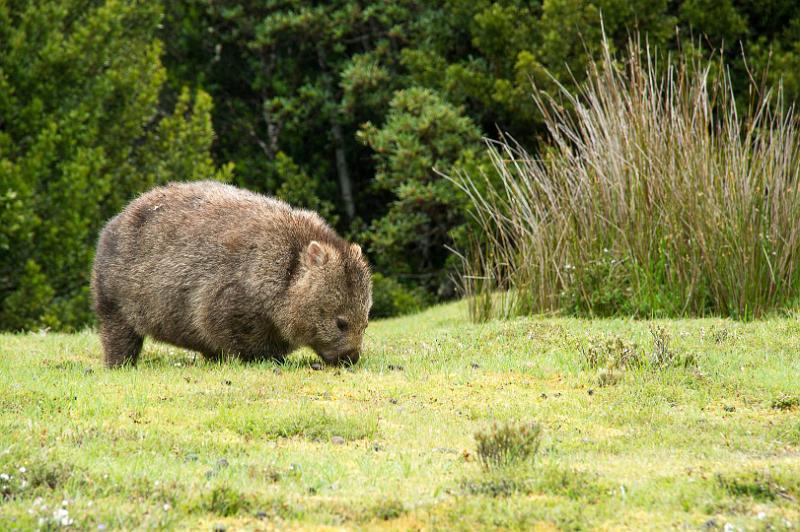 121219_1633_A05907_CradleMountain.jpg - Wombat