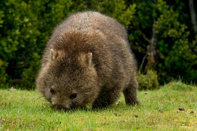 121219_1633_A05908_CradleMountain_fhd.jpg - Der Wombat sieht aus wie ein Bär, ist aber ein pflanzenfressender Beutelsäuger