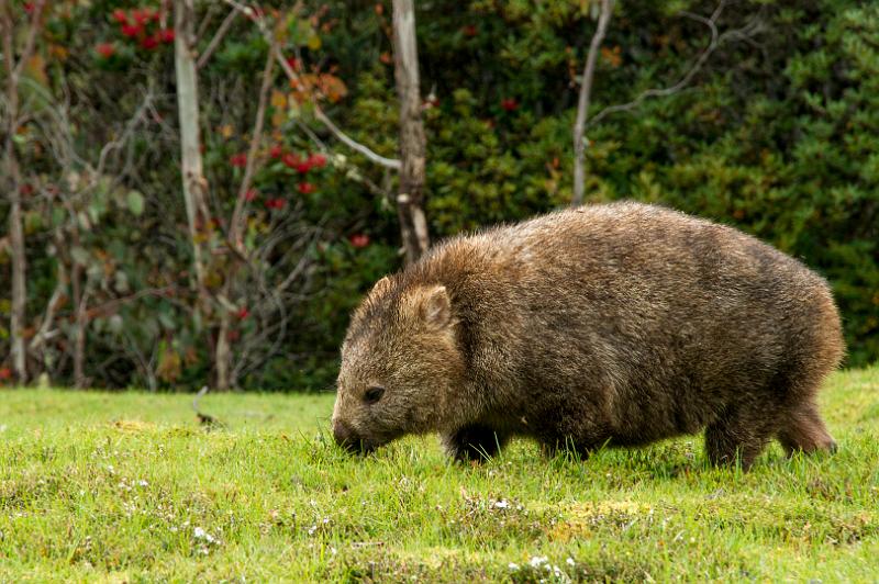 121219_1635_A05913_CradleMountain_fhd.jpg - Wombats werden bis zu 40 kg schwer und 1,20 m groß