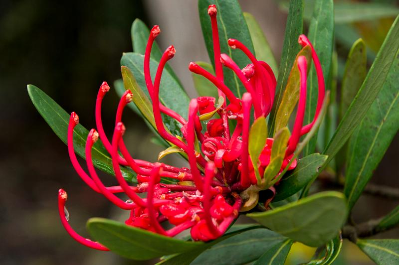 121219_1641_A05918_CradleMountain_fhd.jpg - Tasmanian Waratah