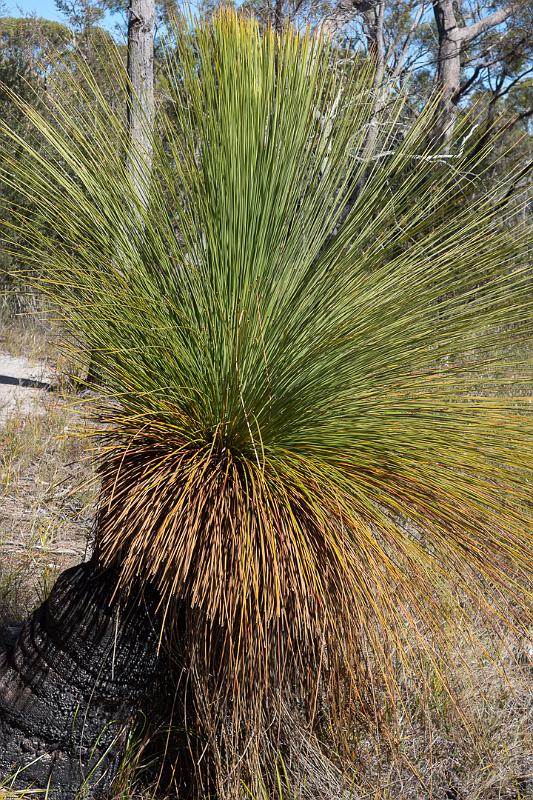 130113_0938_T00723_HazardsBeach.jpg - Grass Tree
