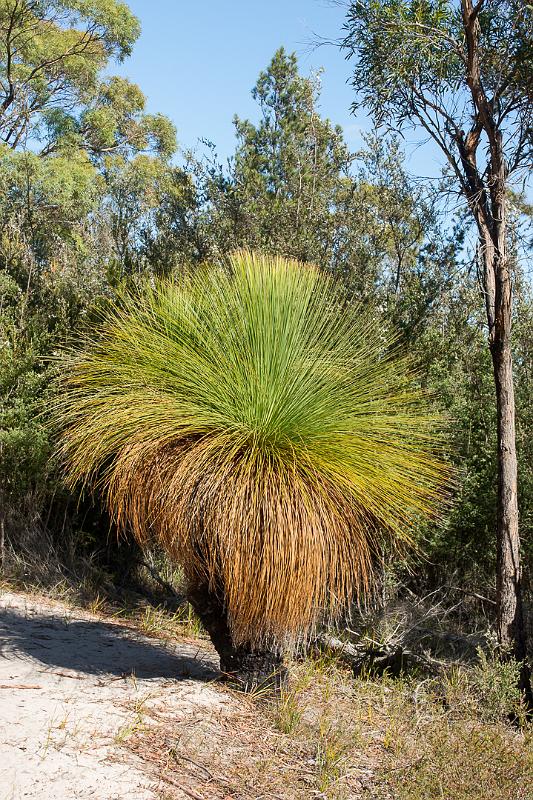 130113_0940_A07328_HazardsBeach_fhd.jpg - Grass Tree