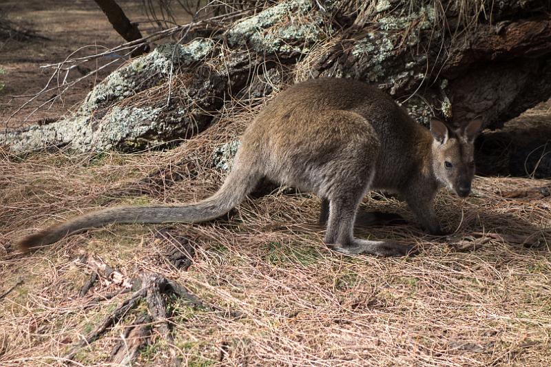 130113_1645_T00800_HazardsBeach.jpg - Cooks Beach Camp: Wallaby