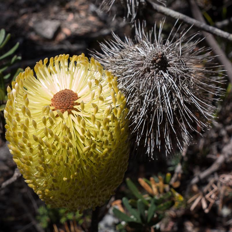 130114_1145_T00873_MtGraham.jpg - Neu und alt (Banksia)