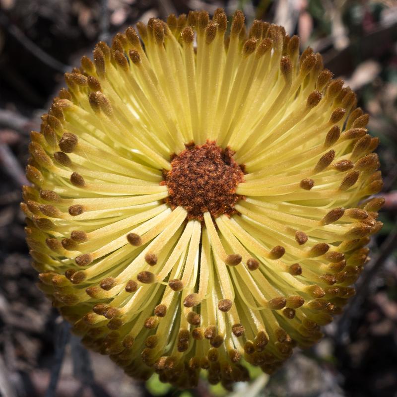 130114_1152_T00874_MtGraham.jpg - Nur Neu (Banksia)