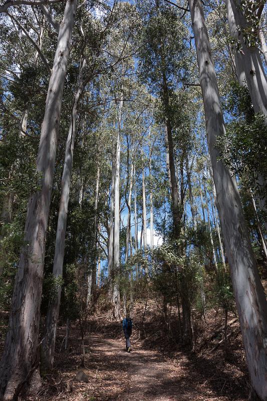 130117_1345_T01289_LevenCanyon.jpg - Leven Canyon, Eukalyptus