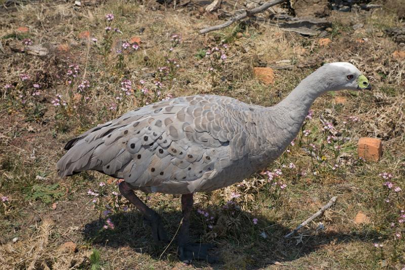 130106_1256_T00263_MariaIsland.jpg - Maria Island - Cape Barren Goose