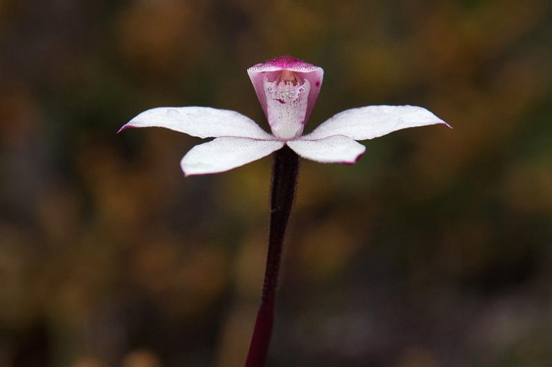 121221_1032_T00105_Waterfall-Pelion.jpg - Alpine Finger-Orchid