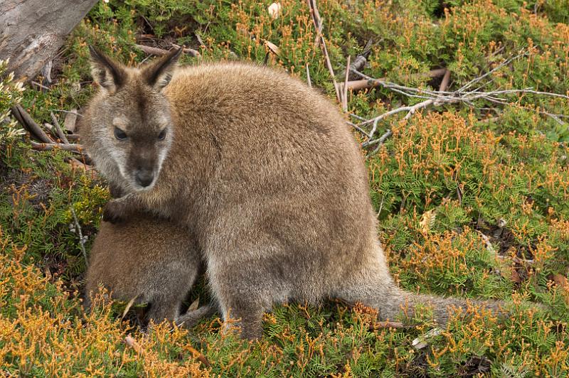 121221_1036_A05958_Waterfall-Pelion_fhd.jpg - Wallaby am Lake Windermere