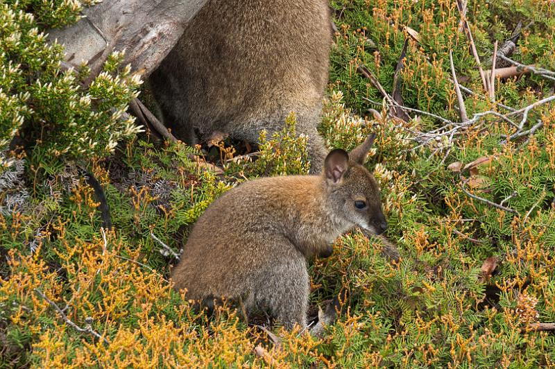 121221_1036_A05960_Waterfall-Pelion_fhd.jpg - Wallaby am Lake Windermere