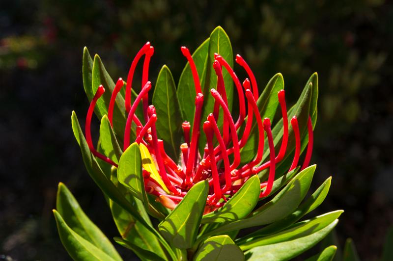 121222_1509_T00212_Pelion-KiaOra.jpg - Tasmanian Waratah