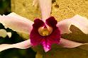 121226_1300_T00366_Hobart_RTBG