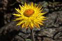 121226_1425_T00408_Hobart_RTBG