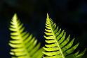 121226_1428_T00412_Hobart_RTBG