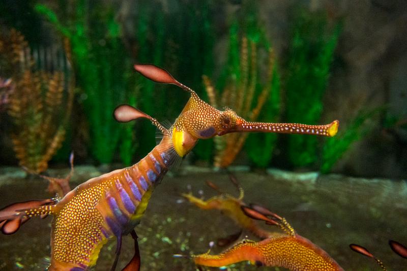 130112_1132_T00703_SeahorseWorld.jpg - Seahorse World, Beauty Point - Sea Dragon