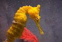 130112_1111_T00696_SeahorseWorld