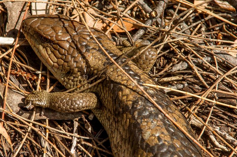 121228_1536_A06325_DevilsKitchen-Bivouac_fhd.jpg - Blue Tongued Skink