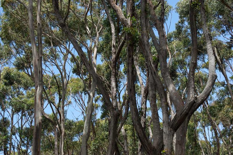 130101_1401_A06534_BareKnoll-Bivouac.jpg - Fortescue Bay Campground - Eukalyptus