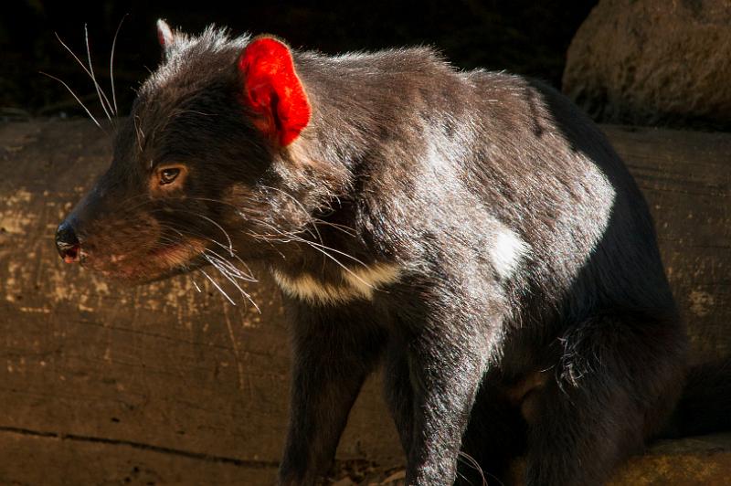 130103_0944_A06614_Tasman_fhd.jpg - Tasmanian Devils Conservation Park