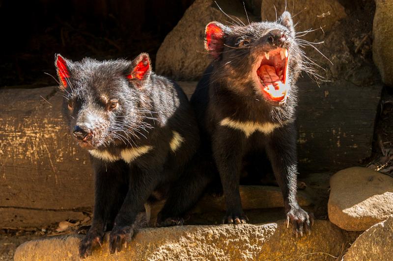 130103_0957_A06655_Tasman_fhd.jpg - Tasmanian Devils Conservation Park