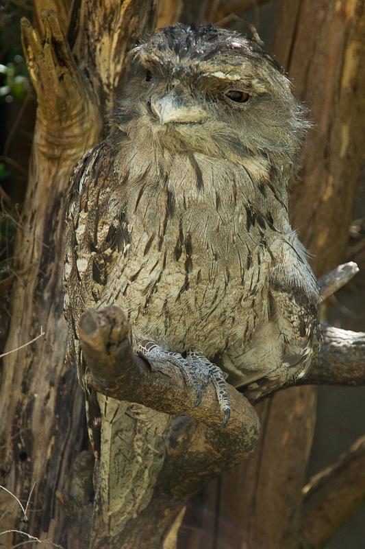 130103_1117_A06688_Tasman.jpg - Tawny Frogmouth (keine Eule!)