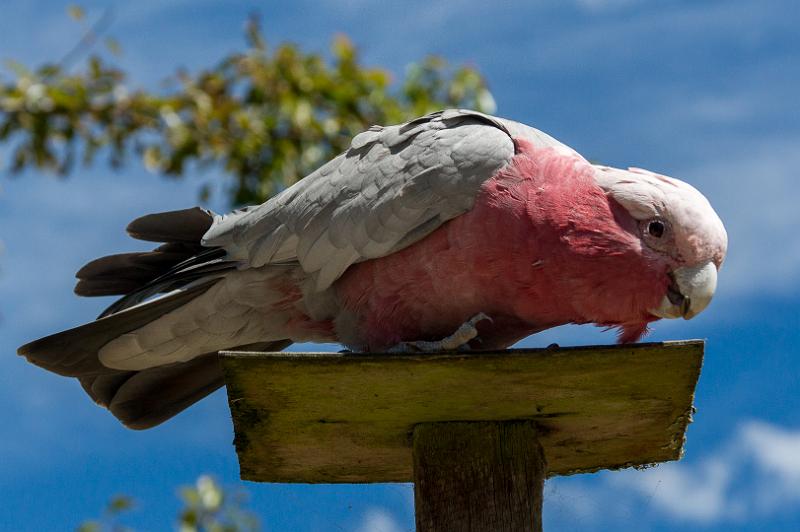 130103_1126_A06693_Tasman_fhd.jpg - Papagei (Galah)