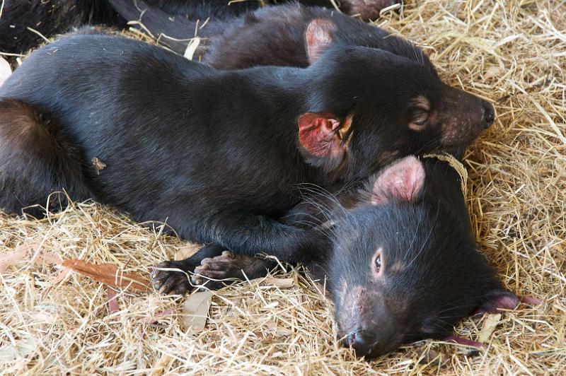 130103_1148_A06711_Tasman.jpg - Tasmanian Devils Conservation Park