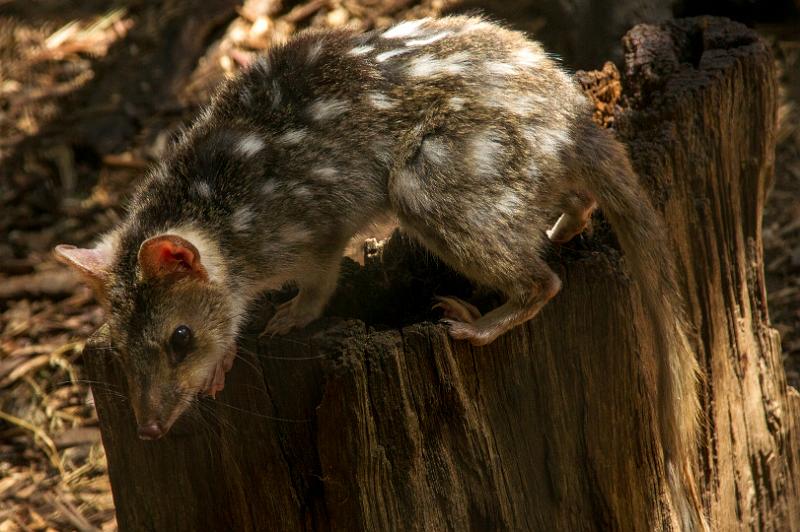 130103_1240_A06729_Tasman_fhd.jpg - Tüpfelbeutelmarder (Eastern Quoll)