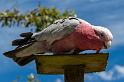 130103_1126_A06693_Tasman_fhd