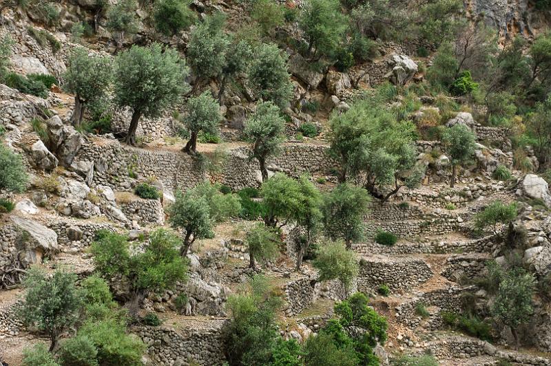 140526_1431_T01427_Cuber_Soller_hd.jpg - Schlucht von Biniaraix